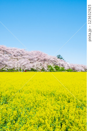 権現堂桜堤 123632925