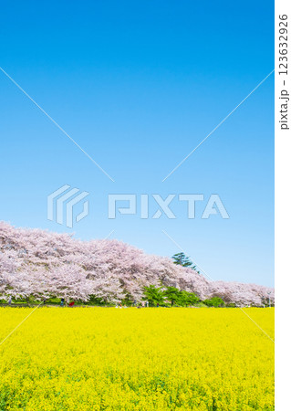 権現堂桜堤 権現堂桜堤 123632926