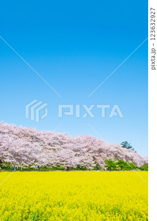 権現堂桜堤 123632927