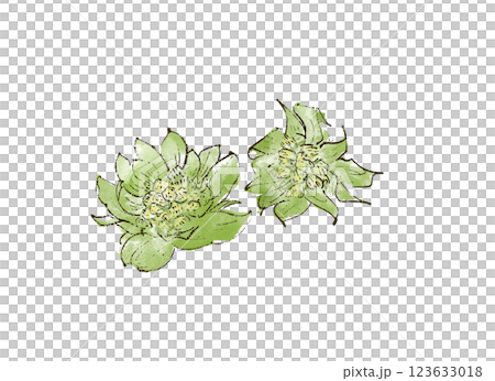 ふきのとうのイラスト ふきのとうのイラスト 123633018