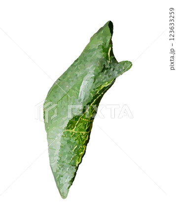 サナギ（アゲハチョウ） 123633259