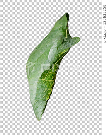 サナギ（アゲハチョウ） 123633259