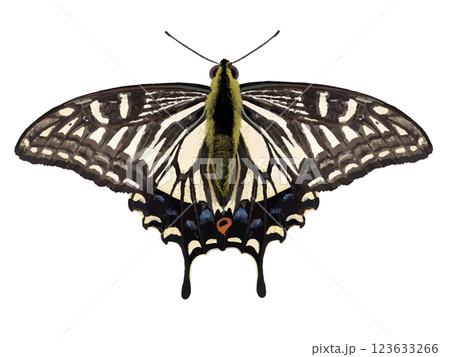 ナミアゲハ（成虫） 123633266