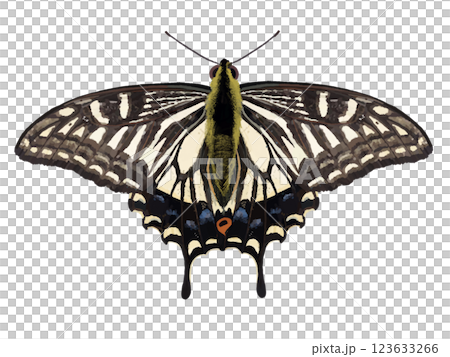 ナミアゲハ（成虫） 123633266