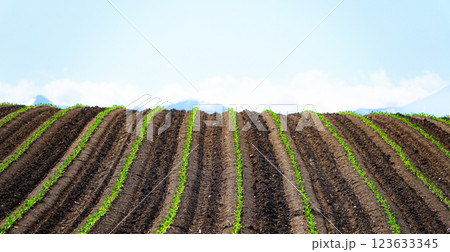 春の北海道十勝平野の畑で綺麗に並んだ畑の苗の風景 123633345