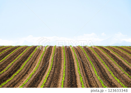 春の北海道十勝平野の畑で綺麗に並んだ畑の苗の風景 春の北海道十勝平野の畑で綺麗に並んだ畑の苗の風景 123633348