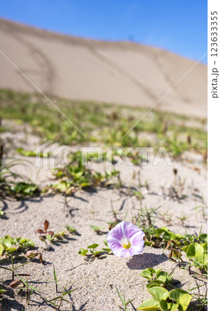 ハマヒルガオ　（鳥取砂丘） 123633355
