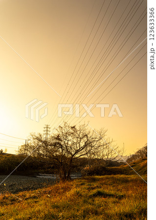 夕日に照らされる川にある木 123633366