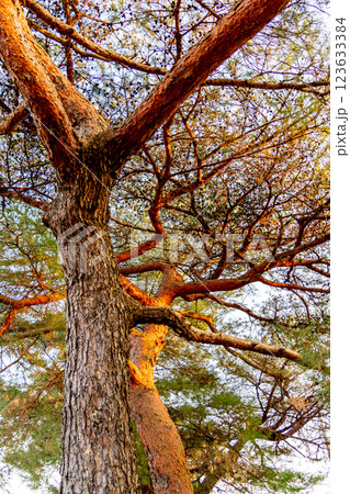 下から見上げた松の木 123633384