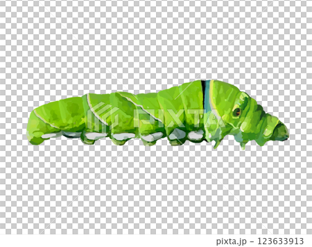 アゲハチョウの幼虫（終齢） 123633913