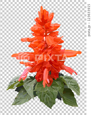 サルビア（地植え） 123633915
