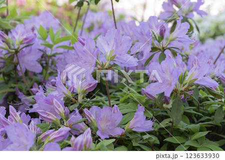 ツツジの花 ツツジの花 123633930