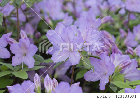 ツツジの花 ツツジの花 123633931