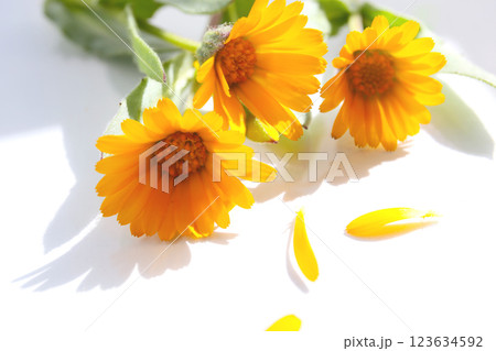 カレンデュラの花、白背景 123634592
