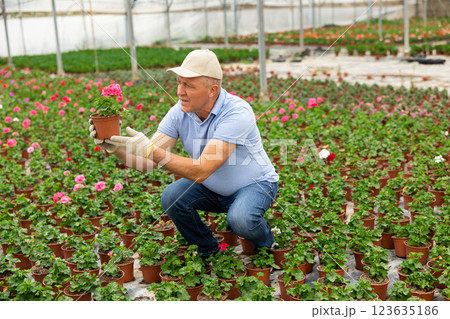 Old man grower sitting down and looking to the pot of geranium flower in greenhouse Old man grower sitting down and looking to the pot of geranium flower in greenhouse 123635186
