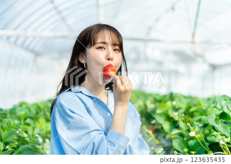 イチゴ狩りをする女性　いちご狩りをする女性 123635435