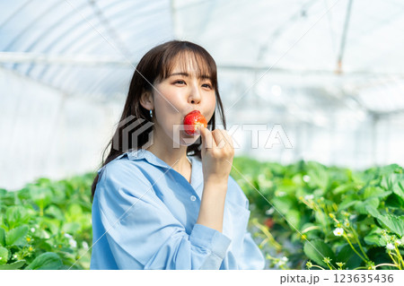 イチゴ狩りをする女性 いちご狩りをする女性 イチゴ狩りをする女性 いちご狩りをする女性 123635436