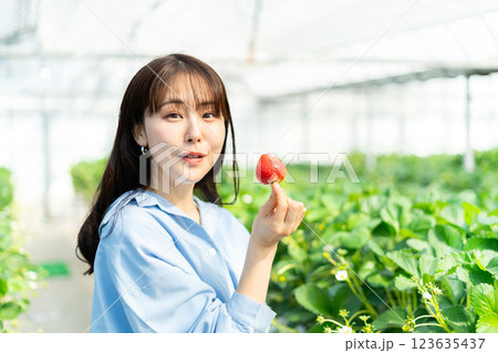 イチゴ狩りをする女性 いちご狩りをする女性 イチゴ狩りをする女性 いちご狩りをする女性 123635437