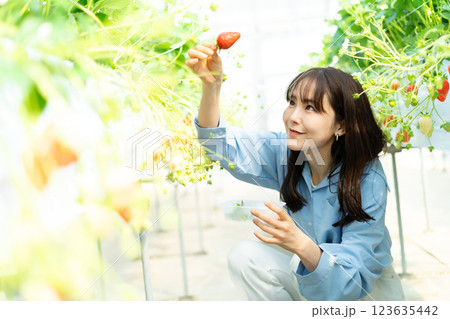 イチゴ狩りをする女性 いちご狩りをする女性 イチゴ狩りをする女性 いちご狩りをする女性 123635442