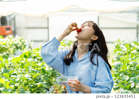 イチゴ狩りをする女性 いちご狩りをする女性 イチゴ狩りをする女性 いちご狩りをする女性 123635451