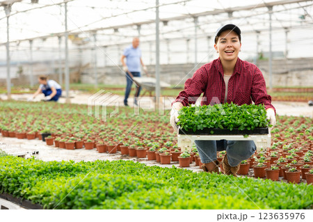Young woman worker sitting down holding planted mint in greenhouse Young woman worker sitting down holding planted mint in greenhouse 123635976