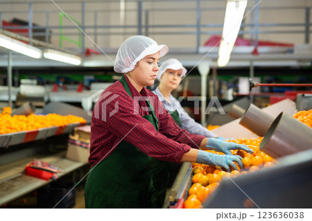 Two young women sorts tangerines on a conveyor line. Fruit quality check. Two young women sorts tangerines on a conveyor line. Fruit quality check. 123636038