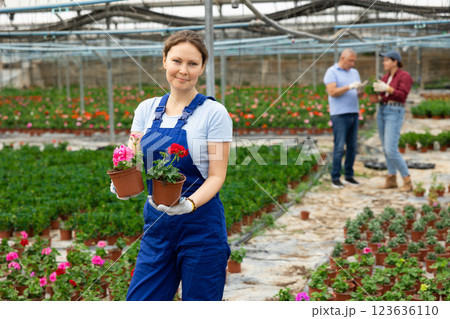 female gardener in overalls shows and offers to choose between pink and red geraniums seedlings female gardener in overalls shows and offers to choose between pink and red geraniums seedlings 123636110