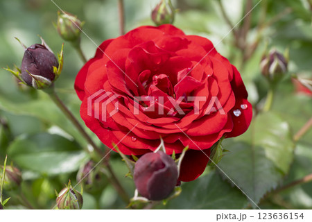 赤いバラの花 123636154