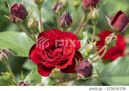 赤いバラの花 123636156