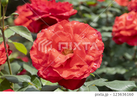 赤いバラの花 123636160