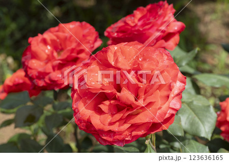 赤いバラの花 123636165