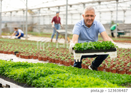 Adult man posing with planted peppermint Adult man posing with planted peppermint 123636487