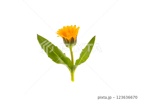 カレンデュラの花、白バック 123636670