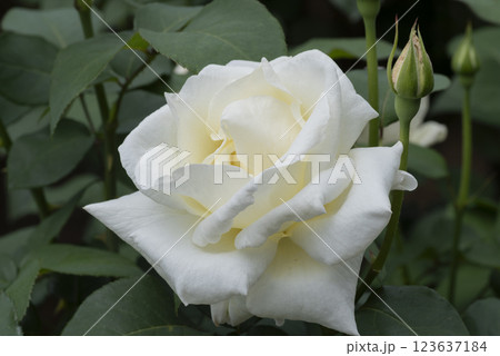 白いバラの花 123637184
