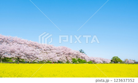 権現堂桜堤 123637352