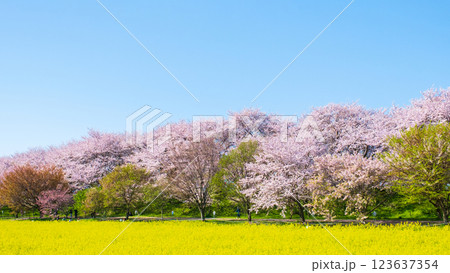 権現堂桜堤 権現堂桜堤 123637354