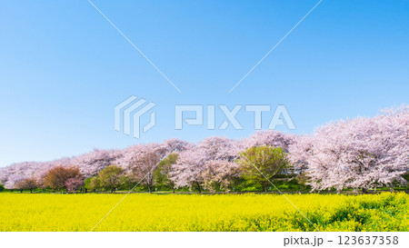 権現堂桜堤 権現堂桜堤 123637358