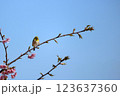 春の桜の花と木の枝にとまるめじろ 123637360