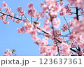 春の桜の花と木の枝にとまるめじろ 123637361
