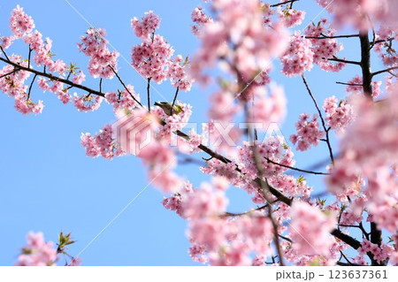 春の桜の花と木の枝にとまるめじろ 123637361