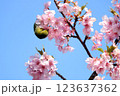春の桜の花と木の枝にとまるめじろ 123637362