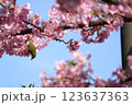 春の桜の花と木の枝にとまるめじろ 123637363