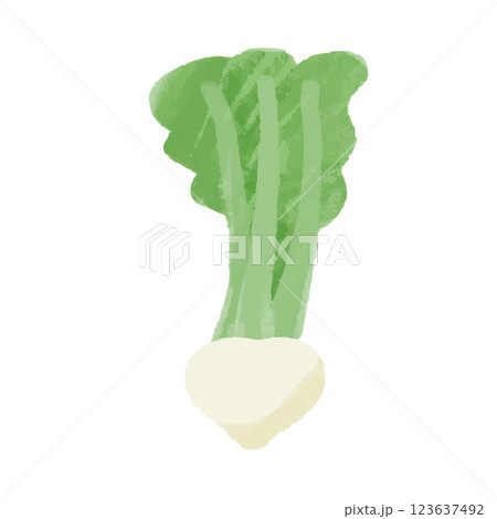 かぶのシンプルなカラー手描きイラスト かぶのシンプルなカラー手描きイラスト 123637492