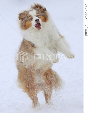 Happy dog jumping in the snow 123637652