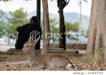 【世界遺産　安芸の宮島の鹿】 123637741