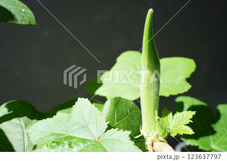 美味しいオクラの実り 美味しいオクラの実り 123637797