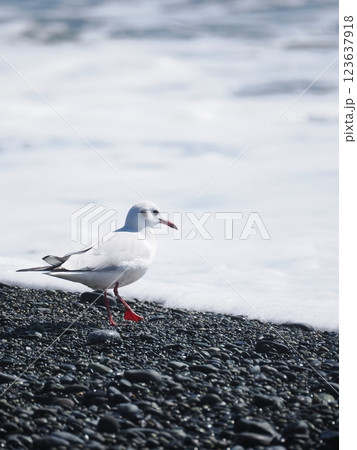 ユリカモメ 123637918