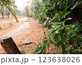 氷雨のしずくが滴る葉っぱ 123638026