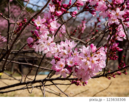 満開の桜の花　長野県 123638306
