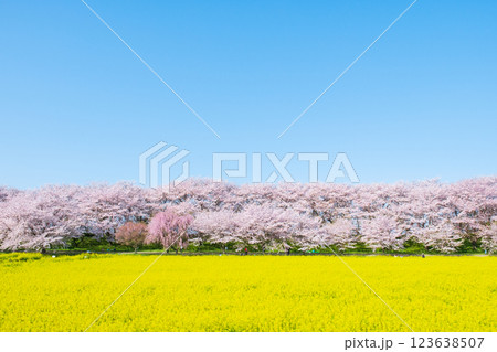 権現堂桜堤 権現堂桜堤 123638507